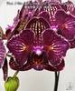 Phal. I Hsin Cherry Bomb 228 Peloric 2 Eyes